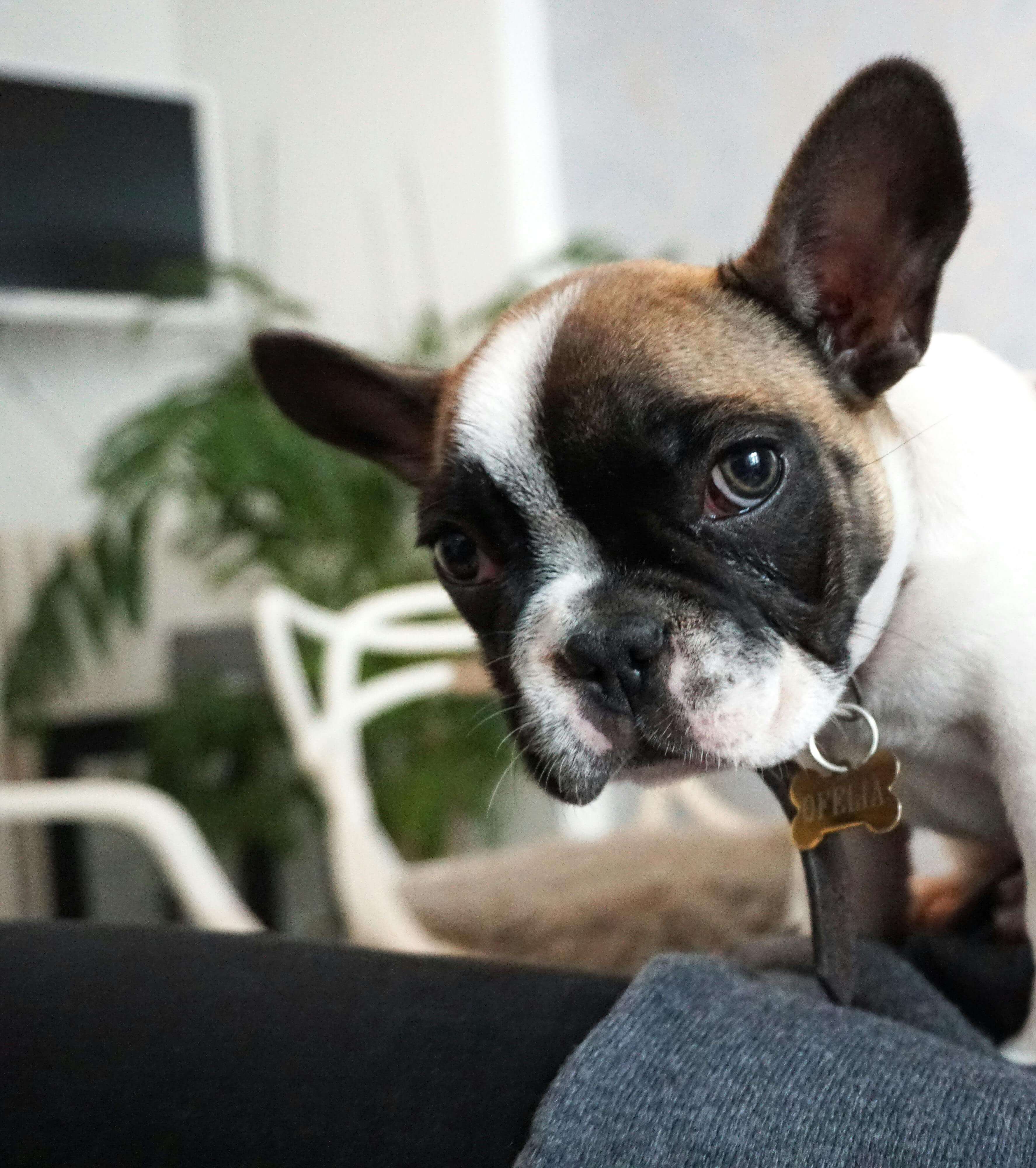 Small Dog